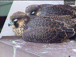 Hamilton resident Peregrine Falcons